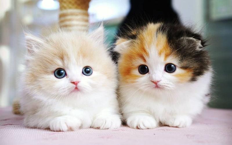 可爱的两只小奶猫,呆呆的太萌了