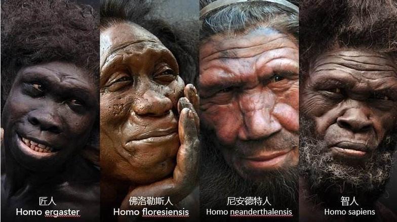 而其中的智人就是现代人类的直接祖先,其它提前进化出的不同人种随着