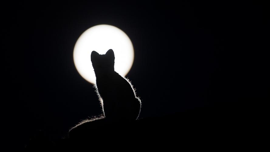 动物,猫,背影,月亮,猫与月光壁纸