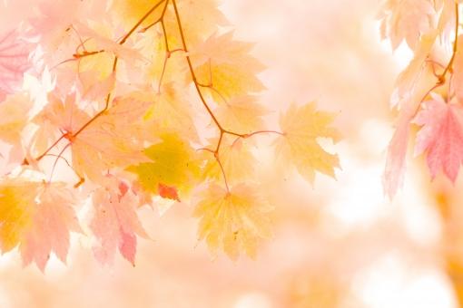 照片素材(图片): 秋枫 秋天的颜色 华美 背景