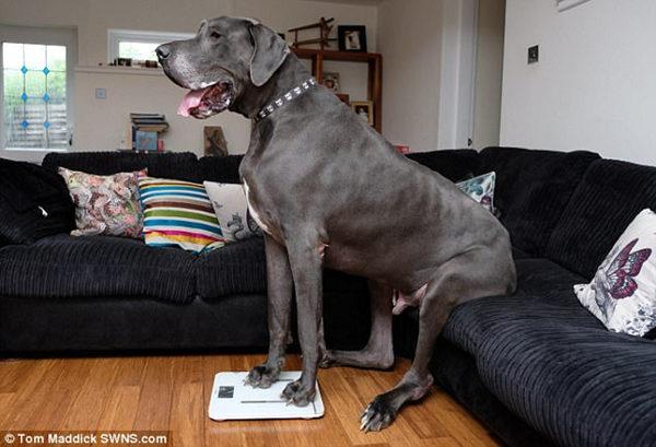 霸道的萌感2米长的大丹狗荣登英国最大狗宝座7