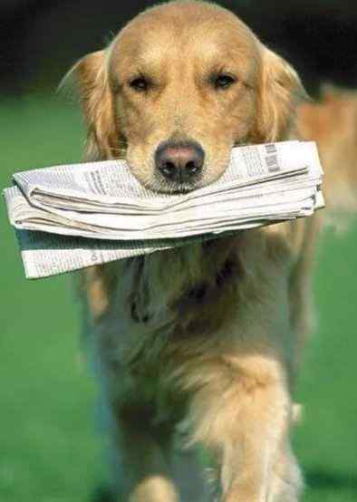 狗吃纸怎么办