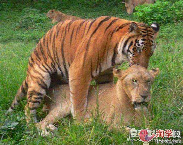 狮虎兽和虎狮兽的区别为什么虎狮兽比狮虎兽更为珍贵