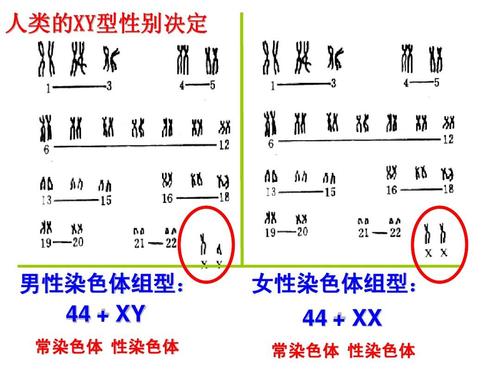生物课件 人类的xy 人类的xy型性别决定 xy型性别决定 男性染色体组型