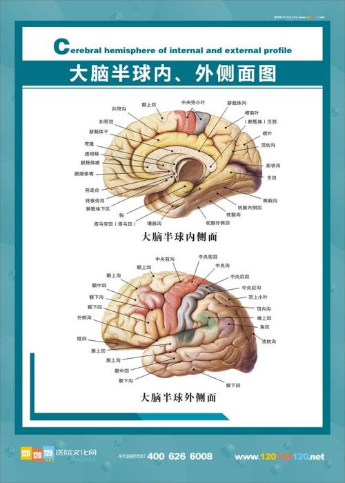 医学解剖图-大脑解剖图半球内,外侧面图