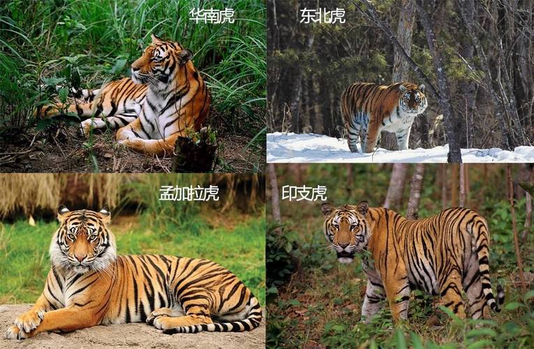 东北虎栖息地在扩大,全国豹子种群在恢复,华南虎还有望归山吗?