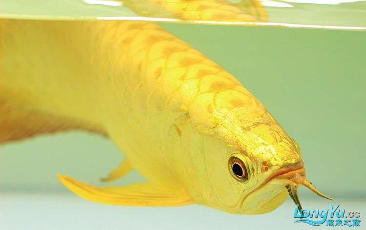 现在的金龙鱼,越来越黄,但颜色层次越来越少,是基因改造的进步呢?