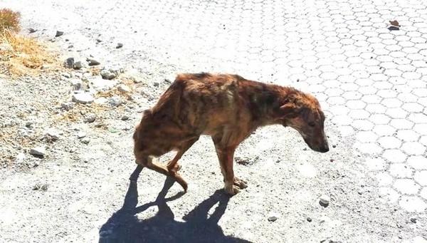 希腊狗狗脊椎断躺路中间 暖女伸手救援并带它回荷兰生活