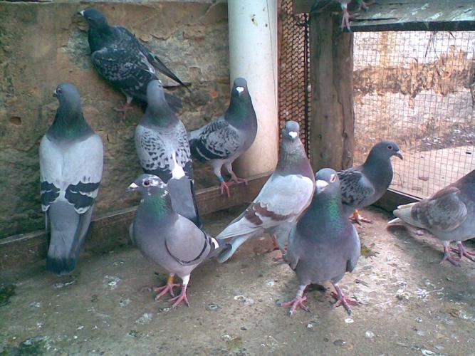 肉鸽养殖的成本与利润
