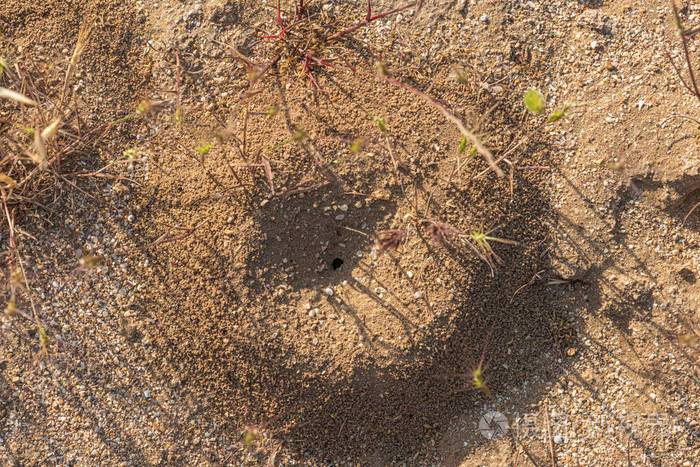 地上的蚂蚁洞