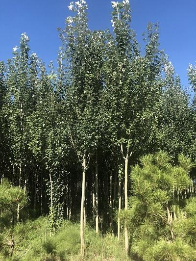 内蒙古烟草杨树