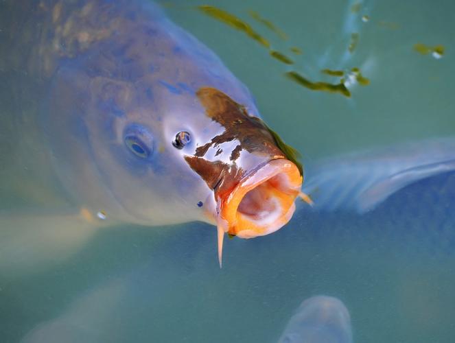 声音会惊鱼也能诱鱼:客观分析声音对钓鱼的利弊影响