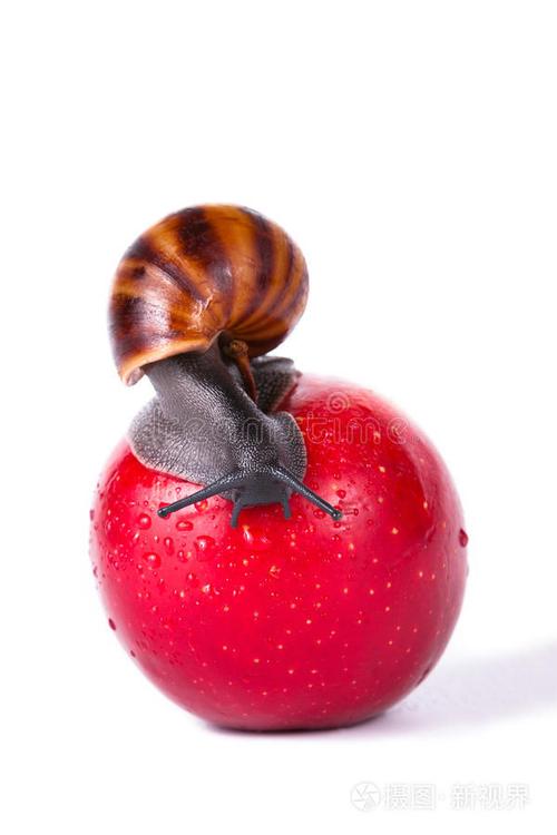 红苹果黑蜗牛