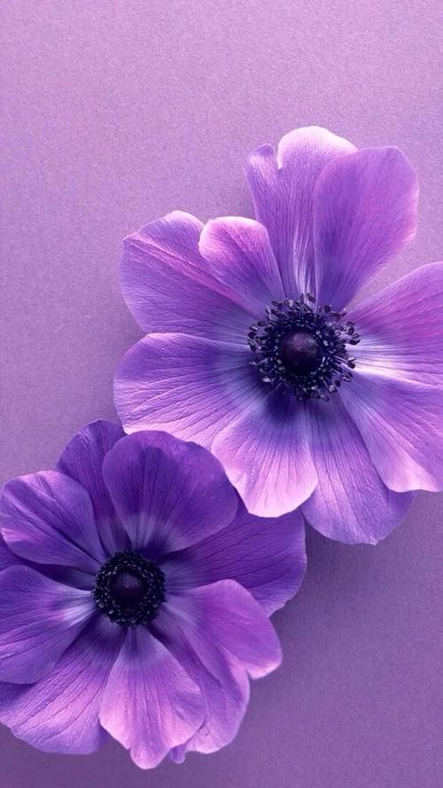 紫色唯美图片~,紫色唯美图片带字头像(漂亮唯美的紫色壁纸)