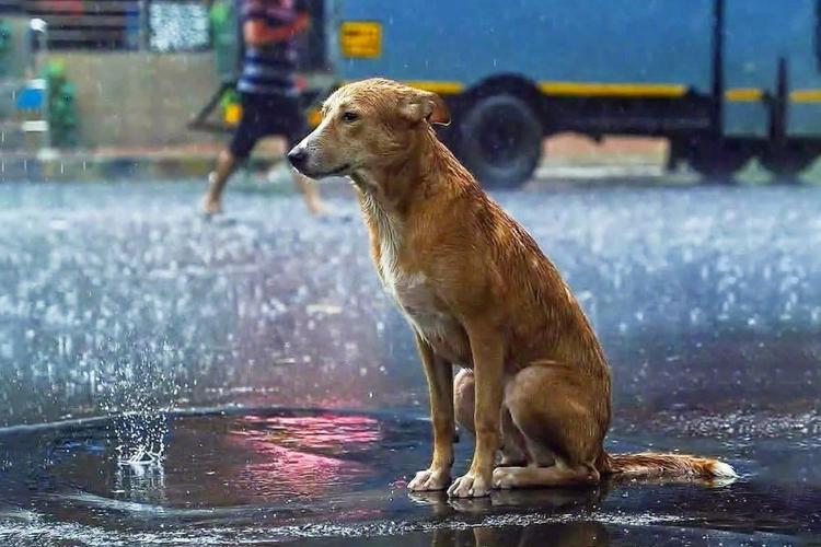 与主人失散的狗狗在暴雨中艰难求生温暖的手把它从水中救起