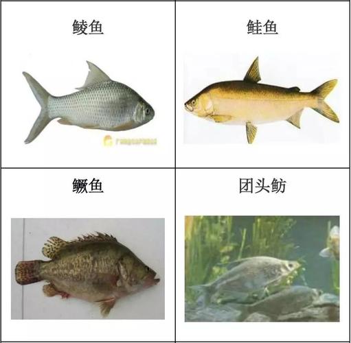 淡水鱼图片及名称大全