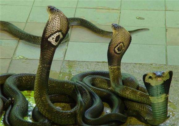 泰国眼镜蛇是国家几级保护动物