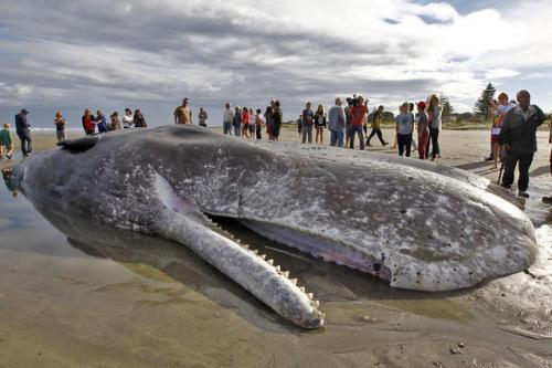 45吨重鲸鱼在新西兰搁浅 或因自然原因死亡(图)