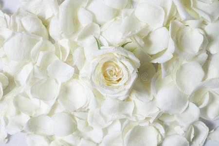 白色玫瑰花瓣上的新鲜白色玫瑰花照片