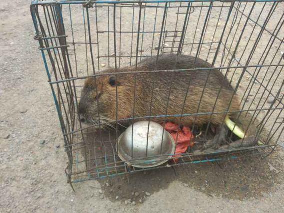 之前有传闻说黑龙江30斤大老鼠的事情,不过后来发现是虚假的,但是人们