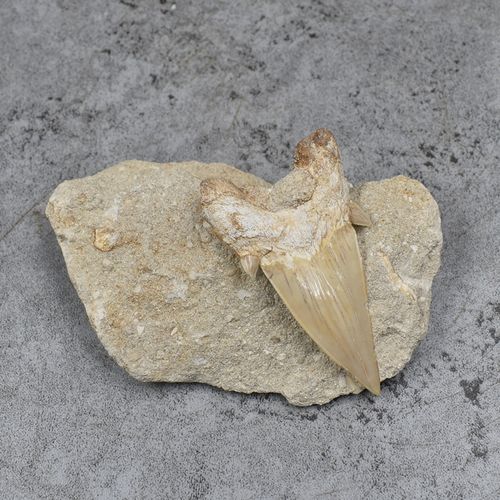 天然大耳鲨鱼化石收藏科普古生物生物化石标本原摆件