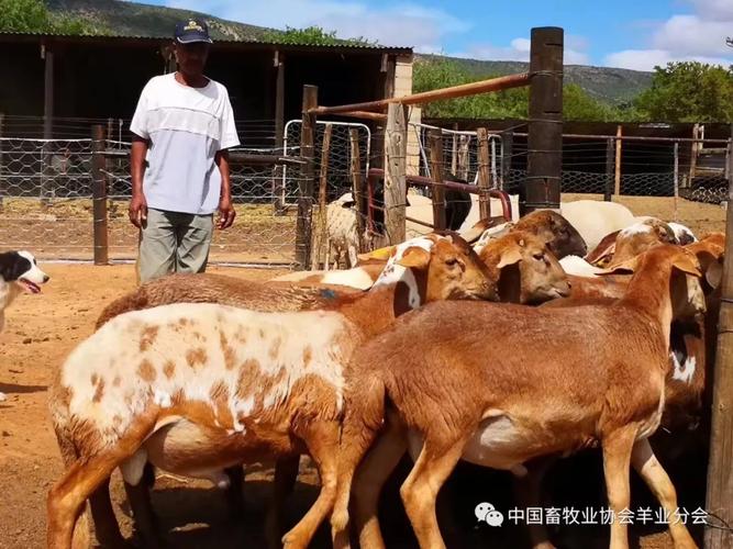 2019年中国畜牧业协会南非牛羊产业考察