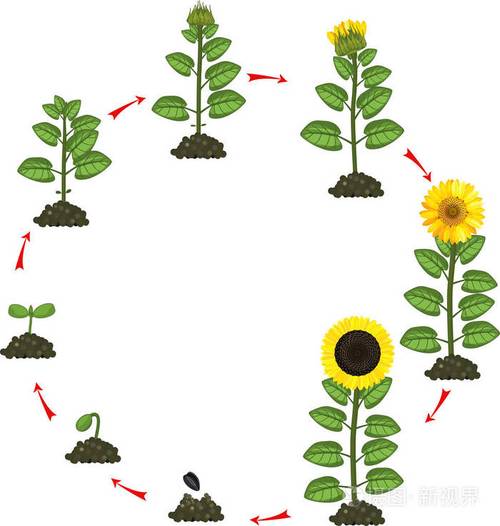 向日葵的生命周期从播种到开花结果植物的生长阶段
