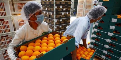 埃及布哈拉省,工人在橙子包装车间内工作