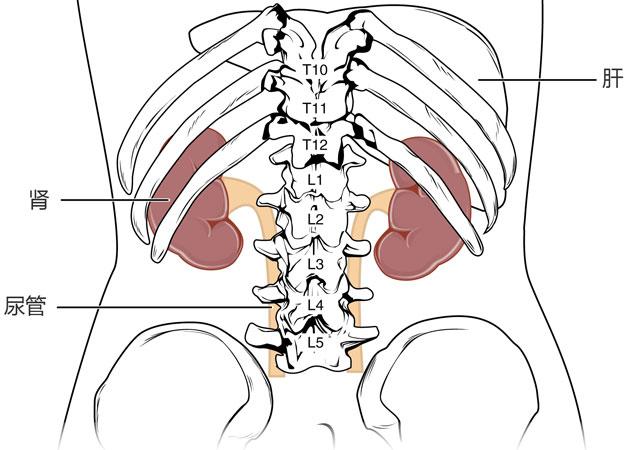 肾的位置图片肾在身体哪个位置图片