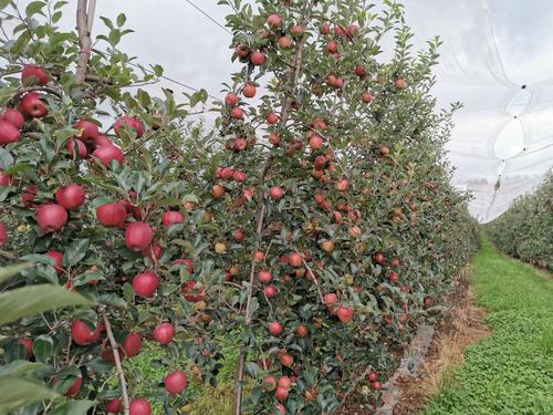 渝媒看昭通:这个苹果庄园全国单体面积最大,我只想说,壮观(竖图)