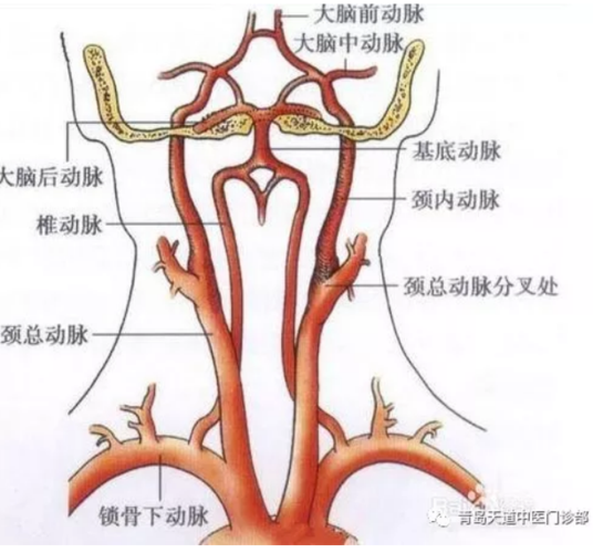 医学解剖理论:颈椎从心脏的冠状动脉通过颈椎两侧的颈动脉进入颅内汇
