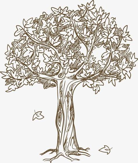 白蜡树树叶简笔画图片简单实用的儿童简笔画大树图片简笔画树叶子大图
