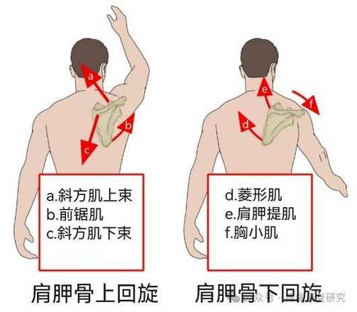 肩胛骨上角顽固性疼痛,最可能与这块肌肉有关_按摩_患者_触发