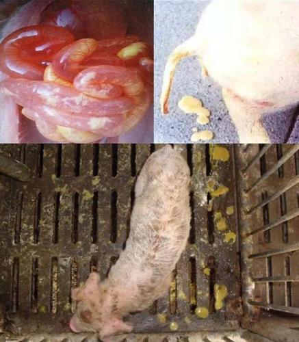 仔猪白痢又称迟发性大肠杆菌病,一般发生于10-30日龄的仔猪,尤以10-20