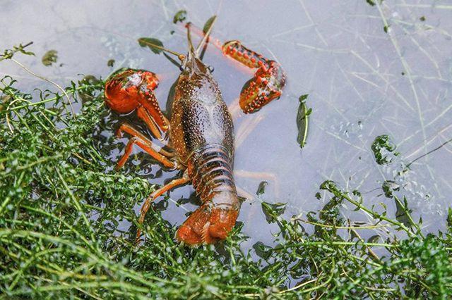 临近6月阴雨天持续增多小龙虾养殖池塘要注意这3件事