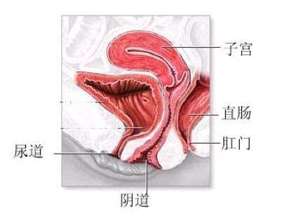 女性阴道外器官结构解剖