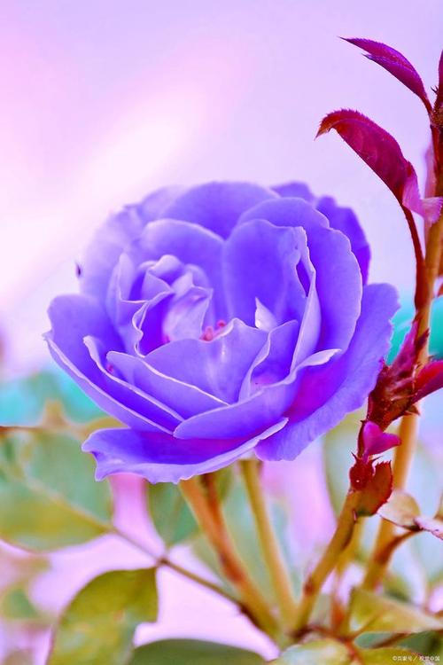 紫色月季品种通常具有优雅的花形和丰富的花语,成为了花卉爱好者们