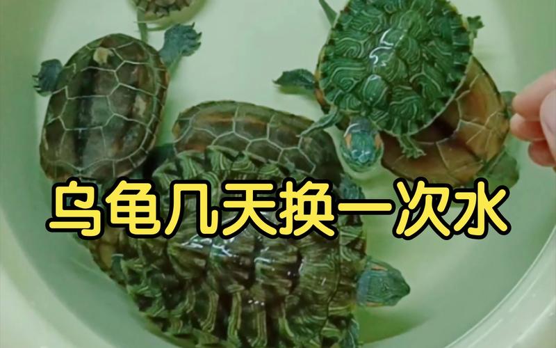 【大学宿舍养龟】乌龟几天换一次水?