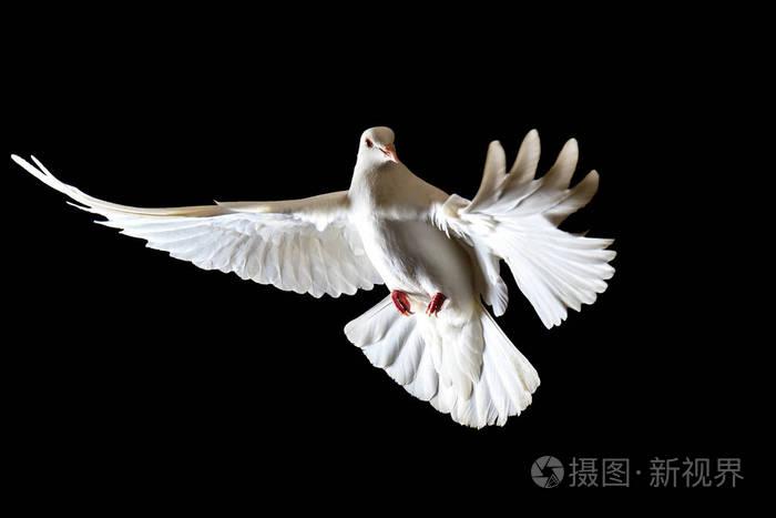 自由的象征白色鸽子飞在黑色的背景, 和平的象征, 一只白鸟