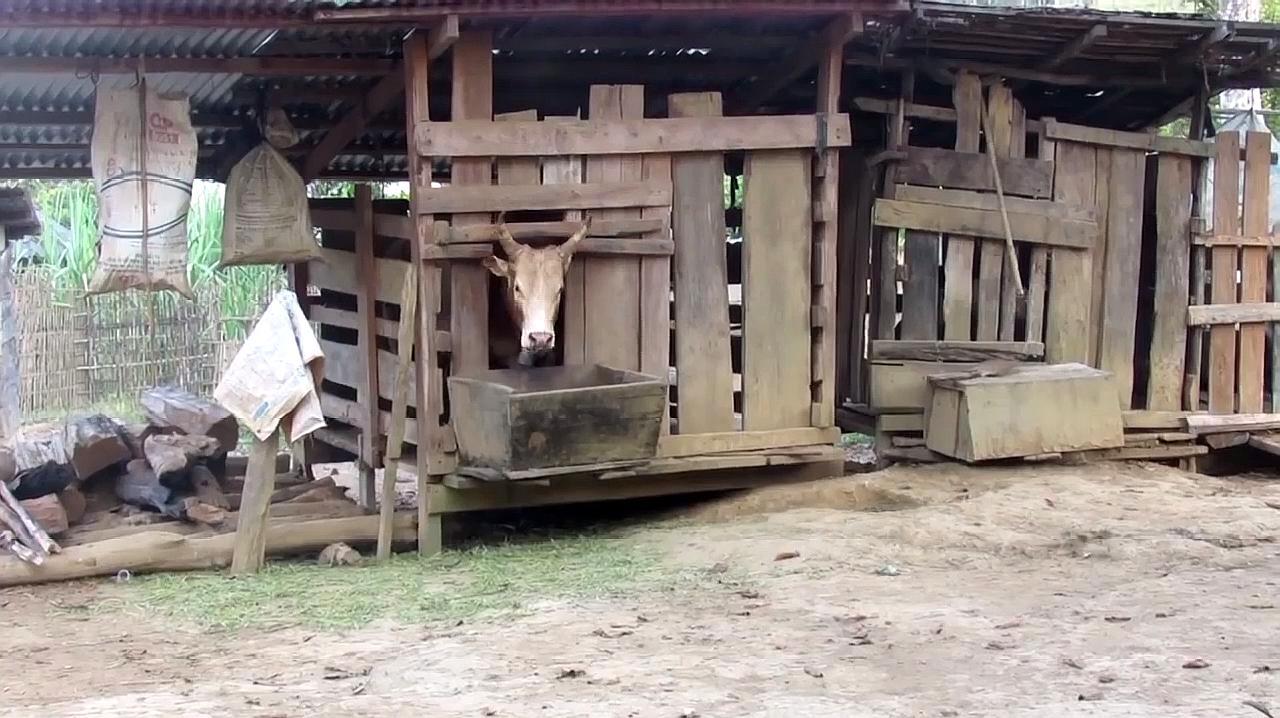 在农村从事养牛其实挺好的,农村的牛棚你见过吗?来看看吧