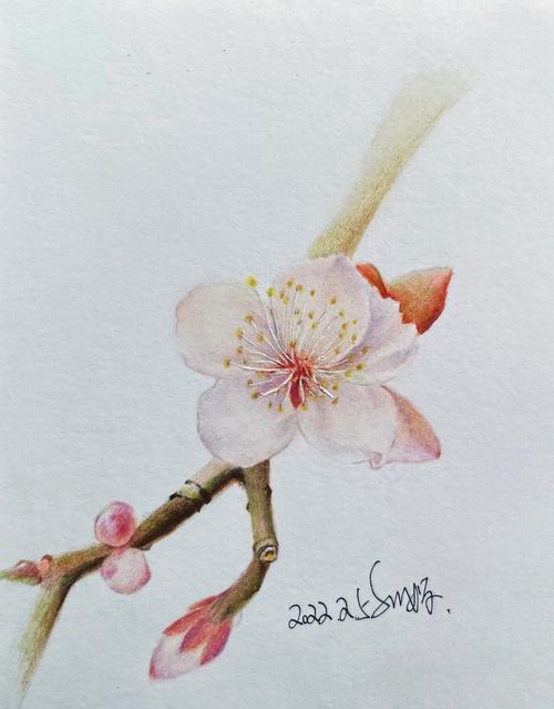 又快到赏樱花的季节了#彩铅手绘  #彩铅画  #樱花