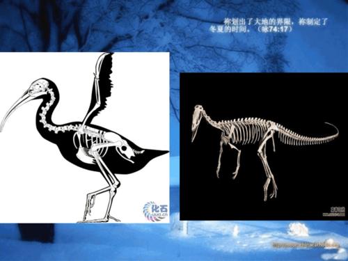 鸟类由恐龙进化而来