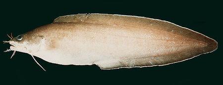 请教专家此种海鱼学名?有胡须肉质细,尾尖,身扁