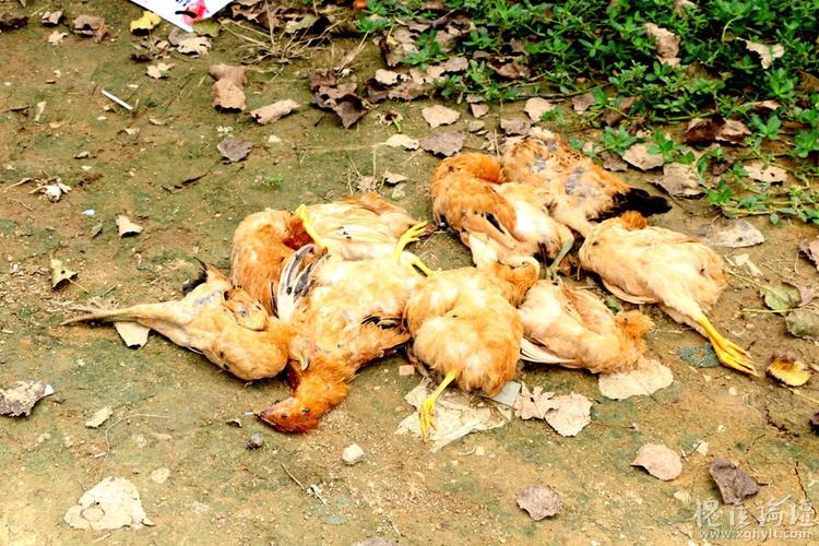 孝昌一养猪场直排废水污染养鸡场和鱼塘 遭污染的养鸡场每天死鸡十几