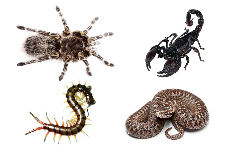 求用ps 做一张 蝎子,蛇,蜘蛛,蜈蚣 每样一只,在一起的图片.