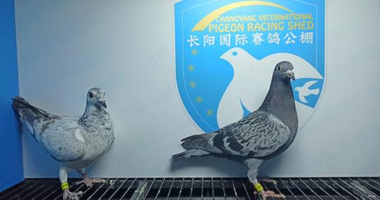 2024年长阳国际赛鸽公棚4月10日幼鸽入棚照(2)--中国信鸽协会官方网站
