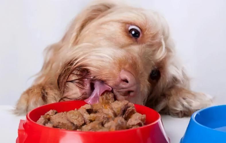 狗狗最爱的几种食物,挑食狗都能