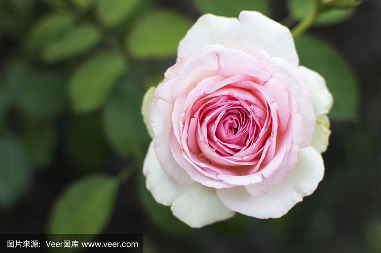 玫瑰,仅一朵花,粉色,高视角,水平画幅