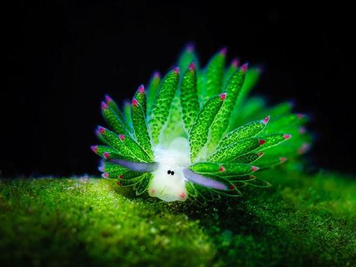 绿叶海蛞蝓