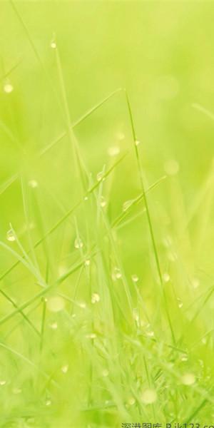 qq皮肤 透明皮肤 > 正文       精选一组小清新唯美绿色植物手机壁纸.